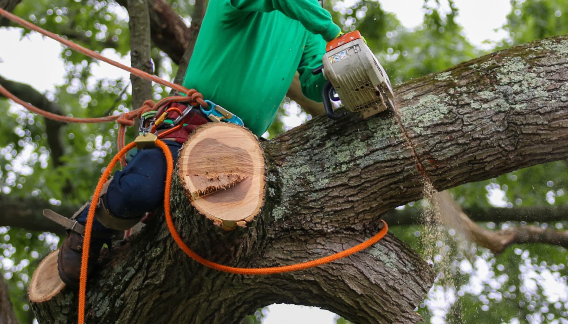 Relax with Colorado Springs best tree removal.