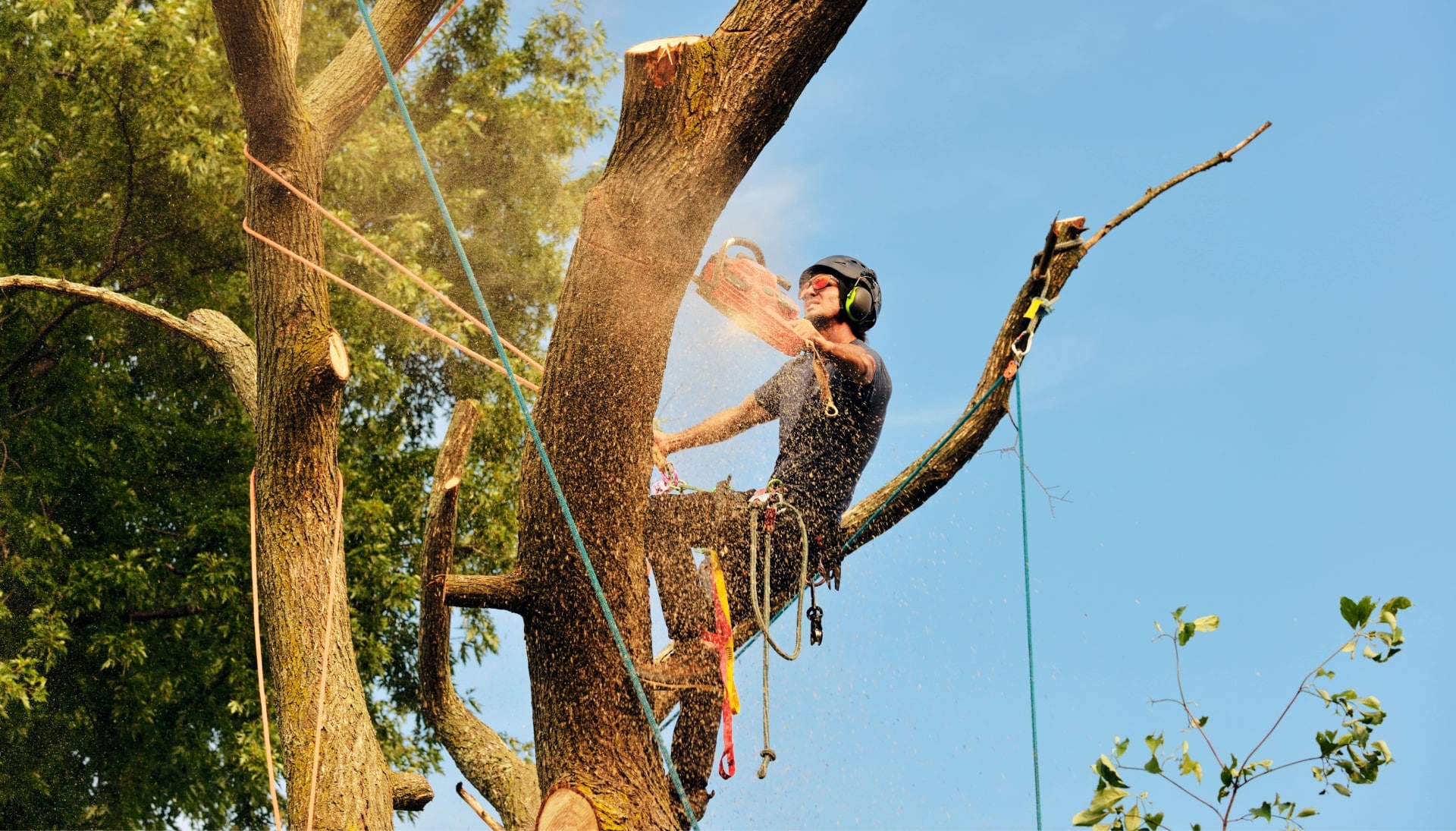 Colorado Springs tree removal experts solve tree issues.