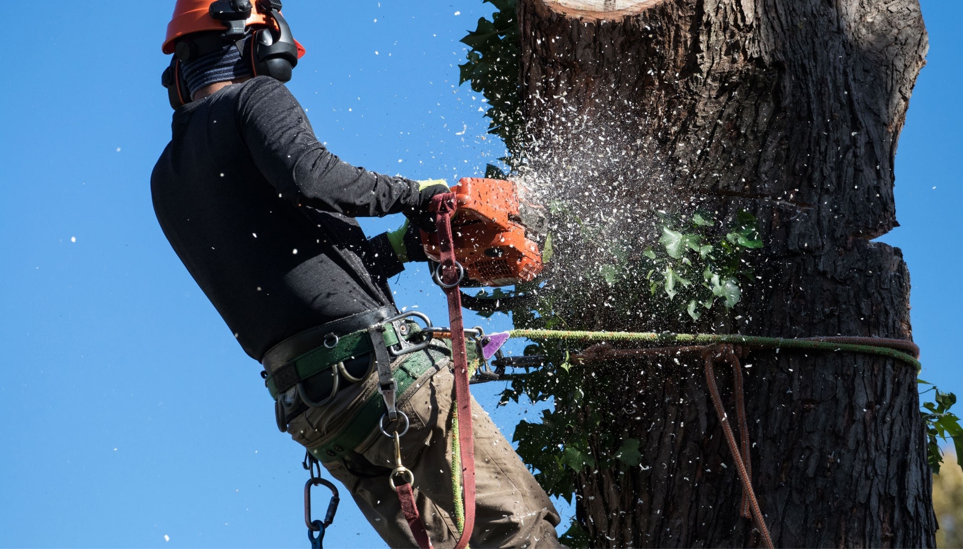 Professional Tree removal solutions in Colorado Springs