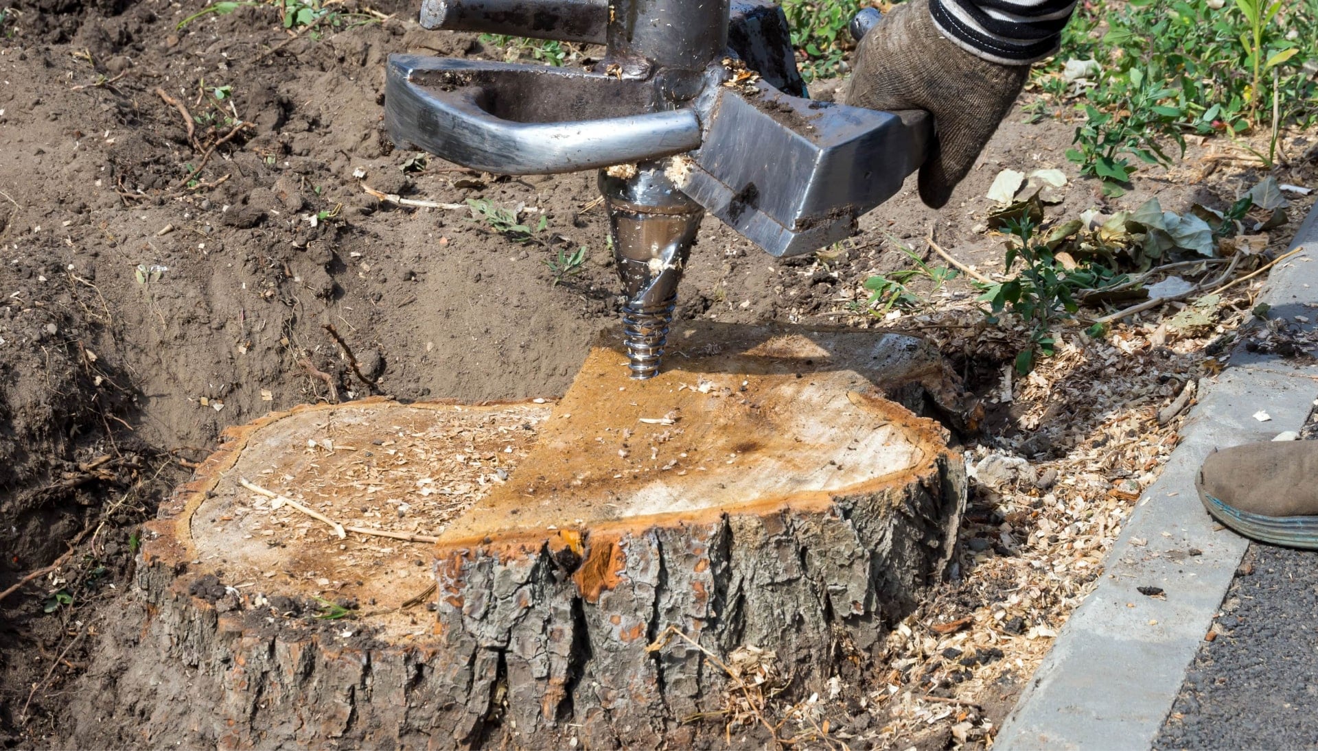 Colorado Springs Tree stump removal